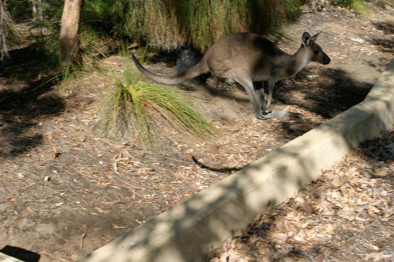A wallaby @ Yanchap National Park