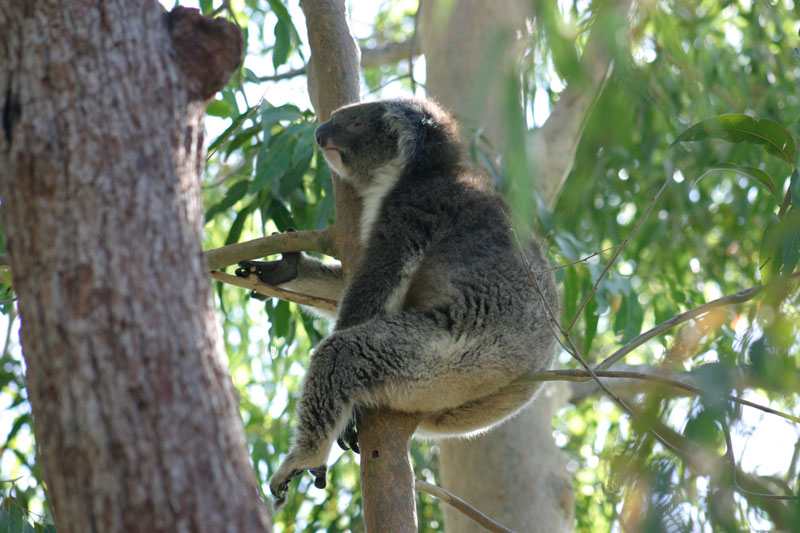 A koala @ Yanchap National Park